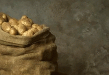 Dutch Potato Crisis: Record Harvest and Global Competition Create Perfect Price Storm