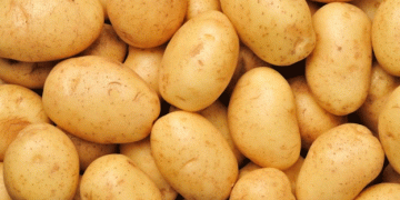 Enhancing Potato Production in Saemangeum: The Future of Processing Potatoes