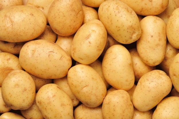 Mejorar la producción de patatas en Saemangeum: el futuro del procesamiento de patatas