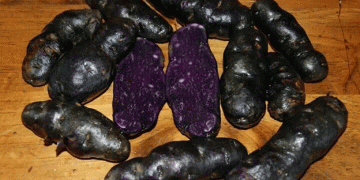 From Journalism to Innovative Farming: How One Farmer is Revolutionizing Agriculture with Black Crops