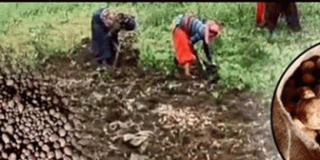 Salon Village: Emerging as the Potato Hub of Thalisain Block, Producing 4,762 Metric Tons of Potatoes Annually