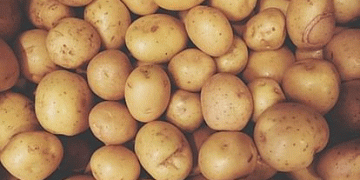 Boosting Potato Processing in India: Meeting International Demand from Dubai, Qatar, and Malaysia