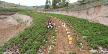 Harnessing the Power of Mechanization: Potato Harvest in Lintao County Reaches New Heights