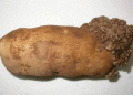 Combating Potato Wart: Canada’s New National Response Plan for 2025