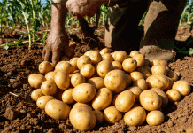 ភ្លៀងខ្លាំងពេកគំរាមកំហែងដល់ការប្រមូលផលដំឡូងរបស់ Tyumen: របៀបដែលកសិករអាចកាត់បន្ថយការខាតបង់