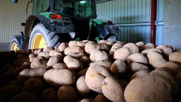Six Simple Tips to Store Potatoes for Six Months Without Sprouting