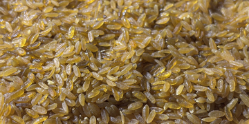 Potato Rice: A Revolutionary Staple or a Niche Product? Exploring the Future of Potato Processing in Agriculture