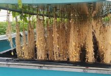 Aeroponika w akcji: rewolucja w produkcji nasion ziemniaków dzięki technologii bezglebowej