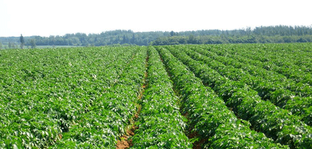 European Potato Growers Face Risks of Overproduction Amid Market Shifts