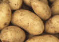 $500 Million Potato Plant to Boost North Dakota Agriculture