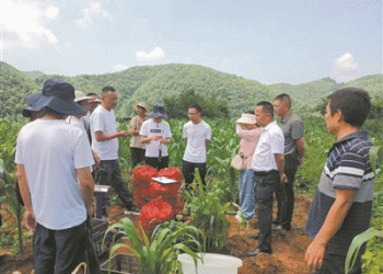 From 2,500 to 10,000 kg/ha: The Science Behind a Potato Yield Transformation and Its Global Relevance