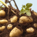 French Potato Growers Under Pressure: Are Belgian Buyers Destabilizing the Market?