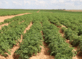 Boosting Potato Yields in Astrakhan: Modern Tech, Soil Health, and the Rise of Chip & Fry Production