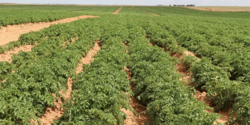 Boosting Potato Yields in Astrakhan: Modern Tech, Soil Health, and the Rise of Chip & Fry Production