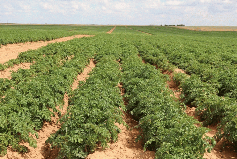 Boosting Potato Yields in Astrakhan: Modern Tech, Soil Health, and the Rise of Chip & Fry Production 34 Boosting Potato Yields in Astrakhan: Modern Tech, Soil Health, and the Rise of Chip & Fry Production