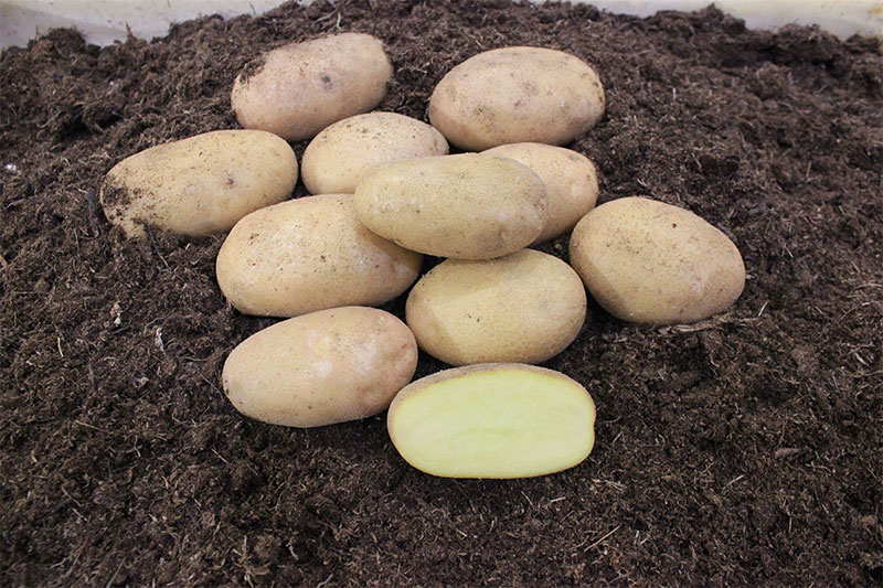 Irlands Kartoffelsaison 2025: Frühe Pflanzung, starker Start und Marktverschiebungen