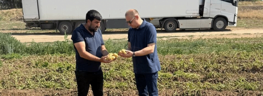 Astrakhan’s Early Potato Harvest Begins: High Yields Despite Spring Frosts