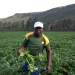 Stem Reduction in Potato Cultivation: A Santa, Cameroon Case Study