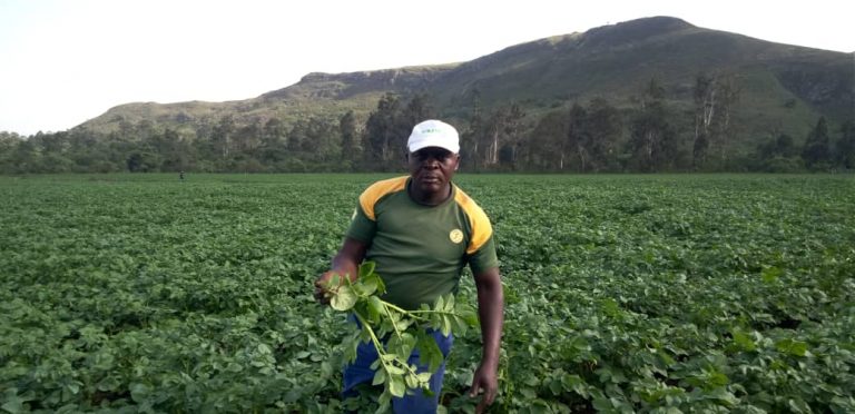 Stem Reduction in Potato Cultivation: A Santa, Cameroon Case Study 67 Stem Reduction in Potato Cultivation: A Santa, Cameroon Case Study
