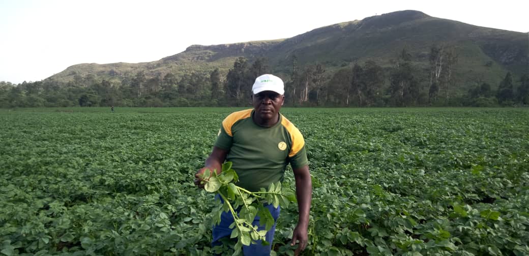 Stem Reduction in Potato Cultivation: A Santa, Cameroon Case Study