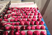 사이드 디쉬 그 이상: 노스랜드 재배자들이 붉은 감자 르네상스에 큰 투자를 했습니다.