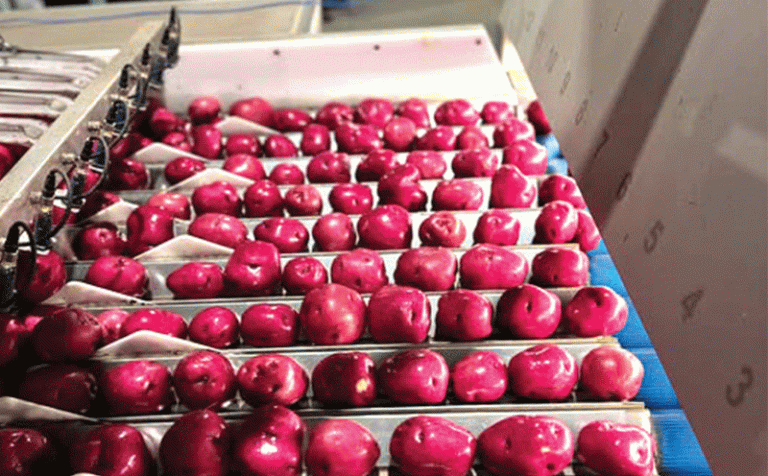 Beyond the Side Dish: Northland Growers Bet Big on a Red Potato Renaissance 56 Beyond the Side Dish: Northland Growers Bet Big on a Red Potato Renaissance