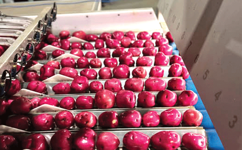 Beyond the Side Dish: Northland Growers Bet Big on a Red Potato Renaissance