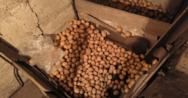 Why Small-Scale Farmers Won’t Sell Their Potatoes—Even at Record-High Prices