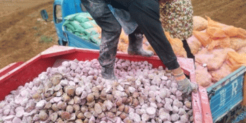 Mechanized Potato Farming: How DuYun is Pioneering Profitable, Large-Scale Cultivation