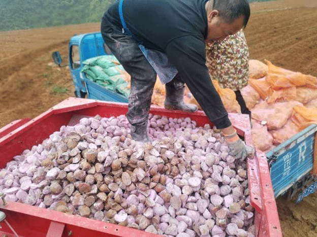 Կարտոֆիլի մեքենայացված բուծում. ինչպես է DuYun-ը պիոներ շահութաբեր, լայնածավալ մշակություն