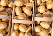 The Great Potato Divergence: Navigating a Global Market Split Between Glut and Shortage