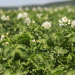 Record Potato Yields in Primorye: How Farmers Exceeded Targets Despite Challenges