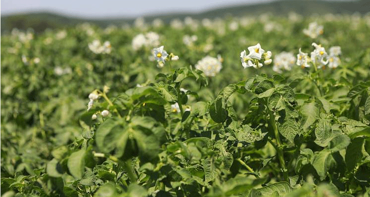 Rekordkartoffelerträge in Primorje: Wie Landwirte trotz Herausforderungen ihre Ziele übertrafen
