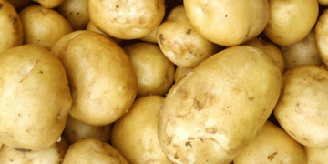 Sweden’s Potato Crisis: Drought Threatens Local Potato Supply for 2023