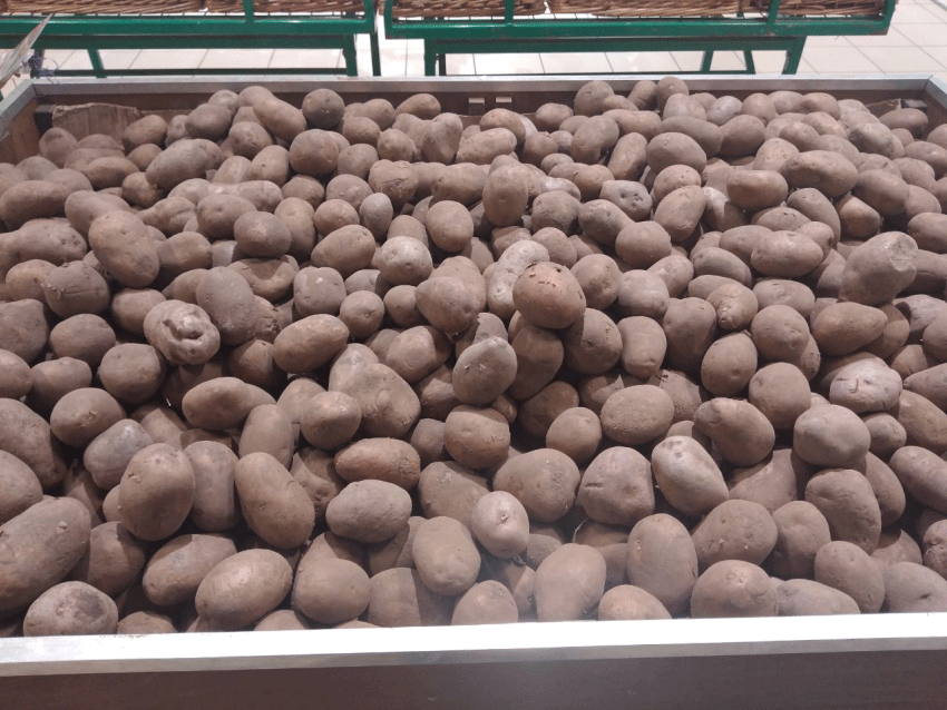 De las patatas a las sandías: cómo se adaptan los agricultores de Astracán a las demandas del mercado