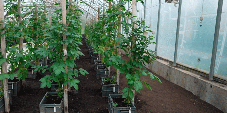 Potato Harvest 2025: High Yields, Advanced Storage, and Belarusian Breeding Success