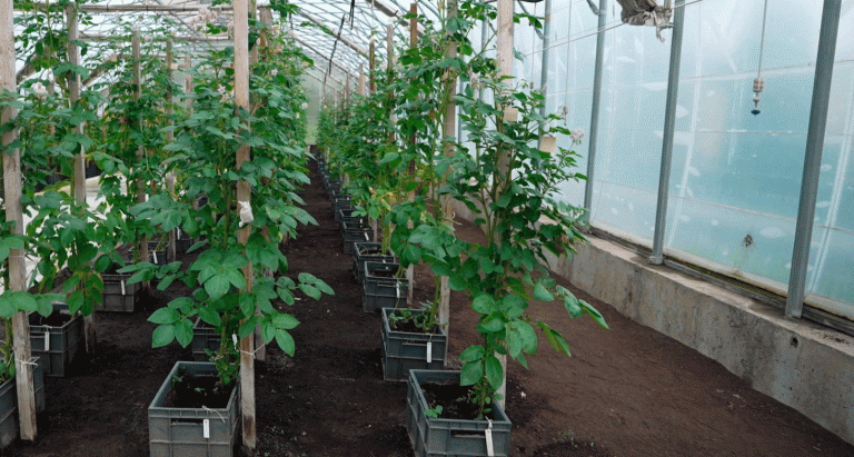 Potato Harvest 2025: High Yields, Advanced Storage, and Belarusian Breeding Success