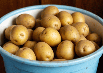 French Potato Glut: Record Harvest Leaves Farmers Facing Losses as Consumption Drops
