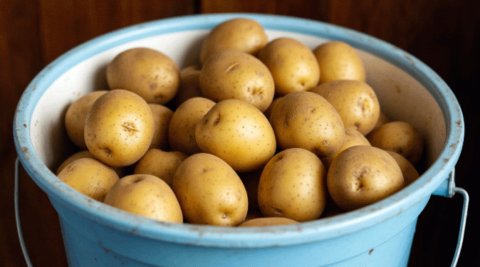 French Potato Glut: Record Harvest Leaves Farmers Facing Losses as Consumption Drops