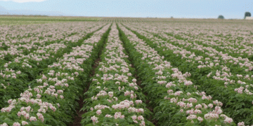 Low-Cost Sensors Revolutionize Irrigation Efficiency and Disease Management for Michigan Farmers