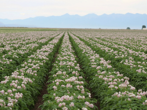 Sensores de bajo costo revolucionan la eficiencia del riego y el manejo de enfermedades para los agricultores de Michigan