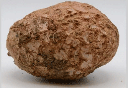 Tackling Common Scab in Potatoes: New Research Seeks to Uncover the Causes and Improve Disease Management 2 Tackling Common Scab in Potatoes: New Research Seeks to Uncover the Causes and Improve Disease Management