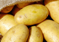 Early Potato Glut: Will Farmers Bear the Brunt of Falling Prices and Export Challenges?