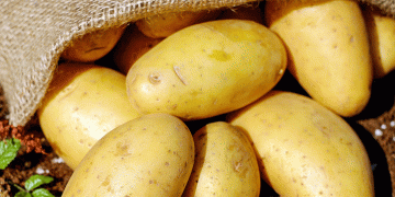 Early Potato Glut: Will Farmers Bear the Brunt of Falling Prices and Export Challenges?