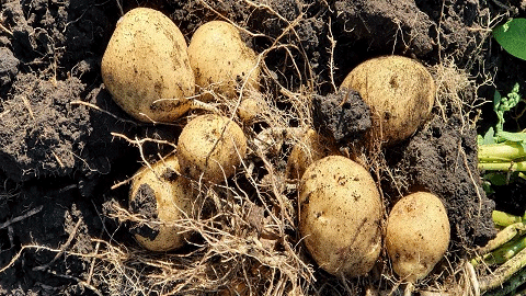 “Potato in Its Jacket”: Russian Scientists Test New Bio-Polymer Method to Combat Fungal Diseases 57 “Potato in Its Jacket”: Russian Scientists Test New Bio-Polymer Method to Combat Fungal Diseases
