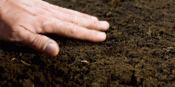 The Agronomic Case for Organic Potato Farming: Soil, Pests, and Climate Resilience