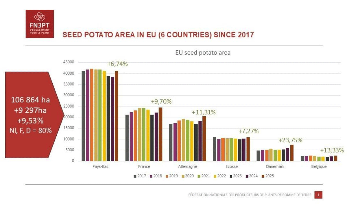 El sector europeo de la patata de siembra está en auge: los procesadores y los mercados de exportación impulsan un aumento del 9.5 % en la superficie cultivada.