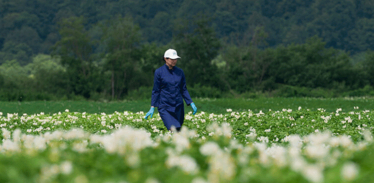Global Potato Seed Experts Gather in North Ossetia: Key Trends and Innovations in Potato Cultivation