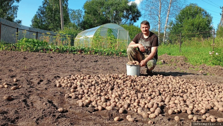Early Potato Harvest in Kunyinsky District: Farmers Race Against Relentless Rains to Save Crops