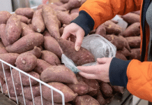 Мировой сладкий картофель: как Китай доминирует в производстве и процветают региональные рынки